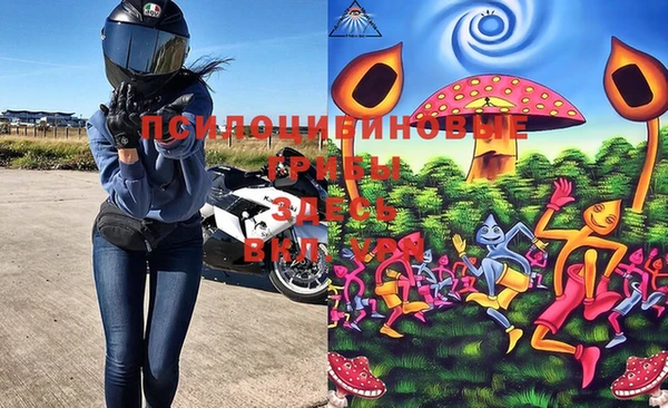 стаф Богданович